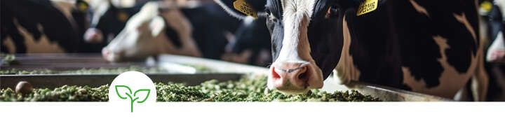 einstiegsbanner siliermittel steigern futtereffizienz artikel silage einstiegsbanner siliermittel steigern futtereffizienz artikel silage